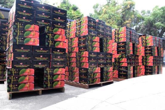 
                            公司連續(xù)7年采購(gòu)蘋(píng)果福利，助力鄉(xiāng)村經(jīng)濟(jì)與教育建設(shè)